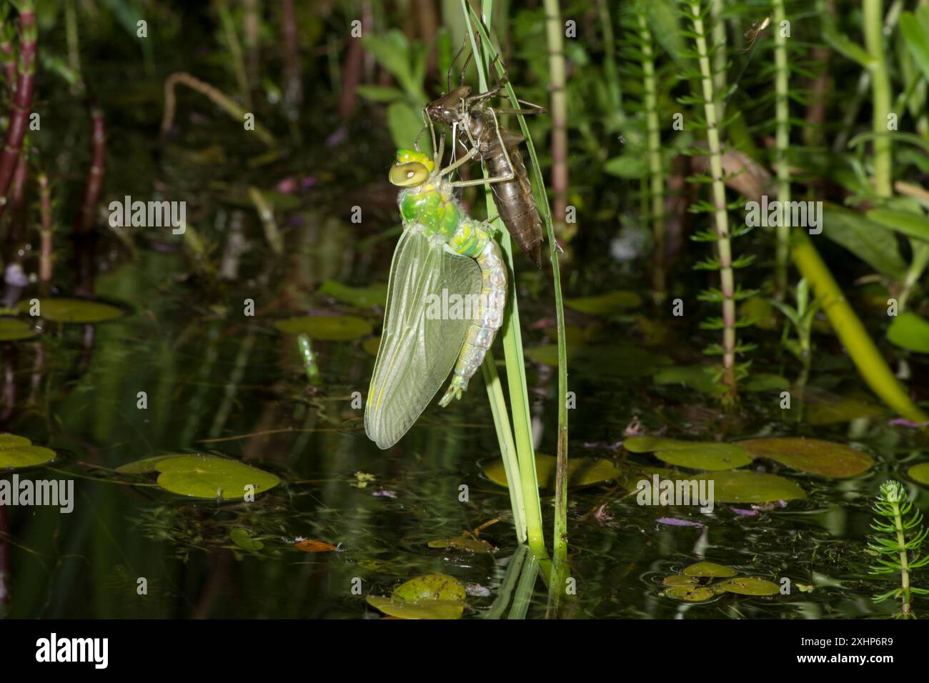 Emperor Libelle, Anax Imperator, auftauchend aus dem Larvenkoffer in der Nacht hängen von Teichpflanze, Metamorphose, Mai, Großbritannien Stockfoto