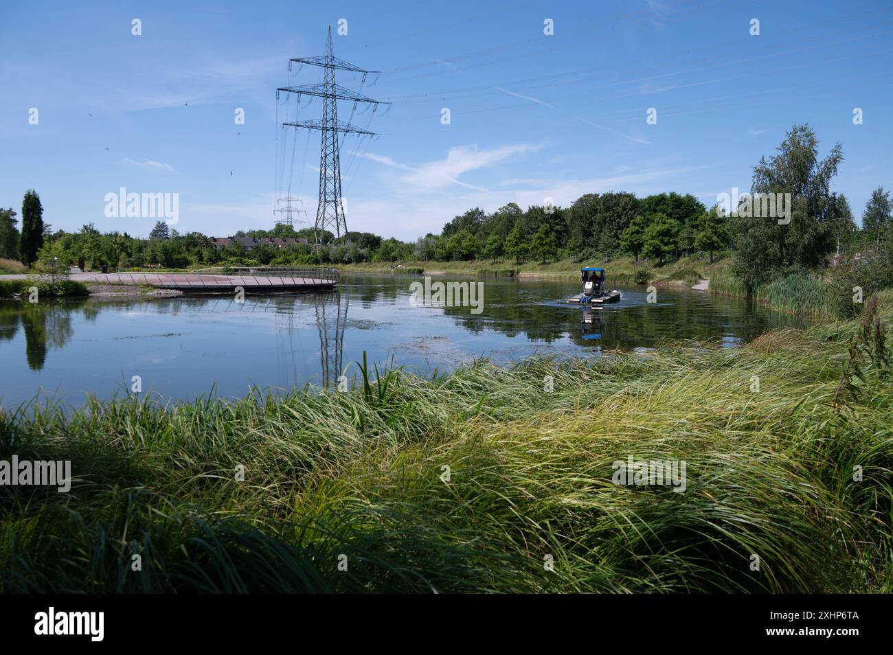 Wasserpest Elodea aus einem kuenstlich angelegten See, Teich, nahe dem
