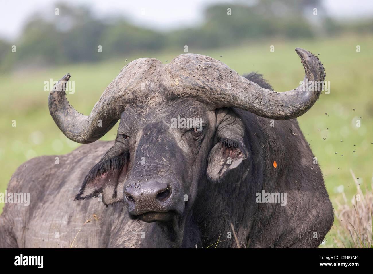 Kenia, Masai Mara National Reserve, Nationalpark, Savanne, Afrikanischer Büffel oder Kapbüffel (Syncerus Caffer), alter einsamer Rüde Stockfoto