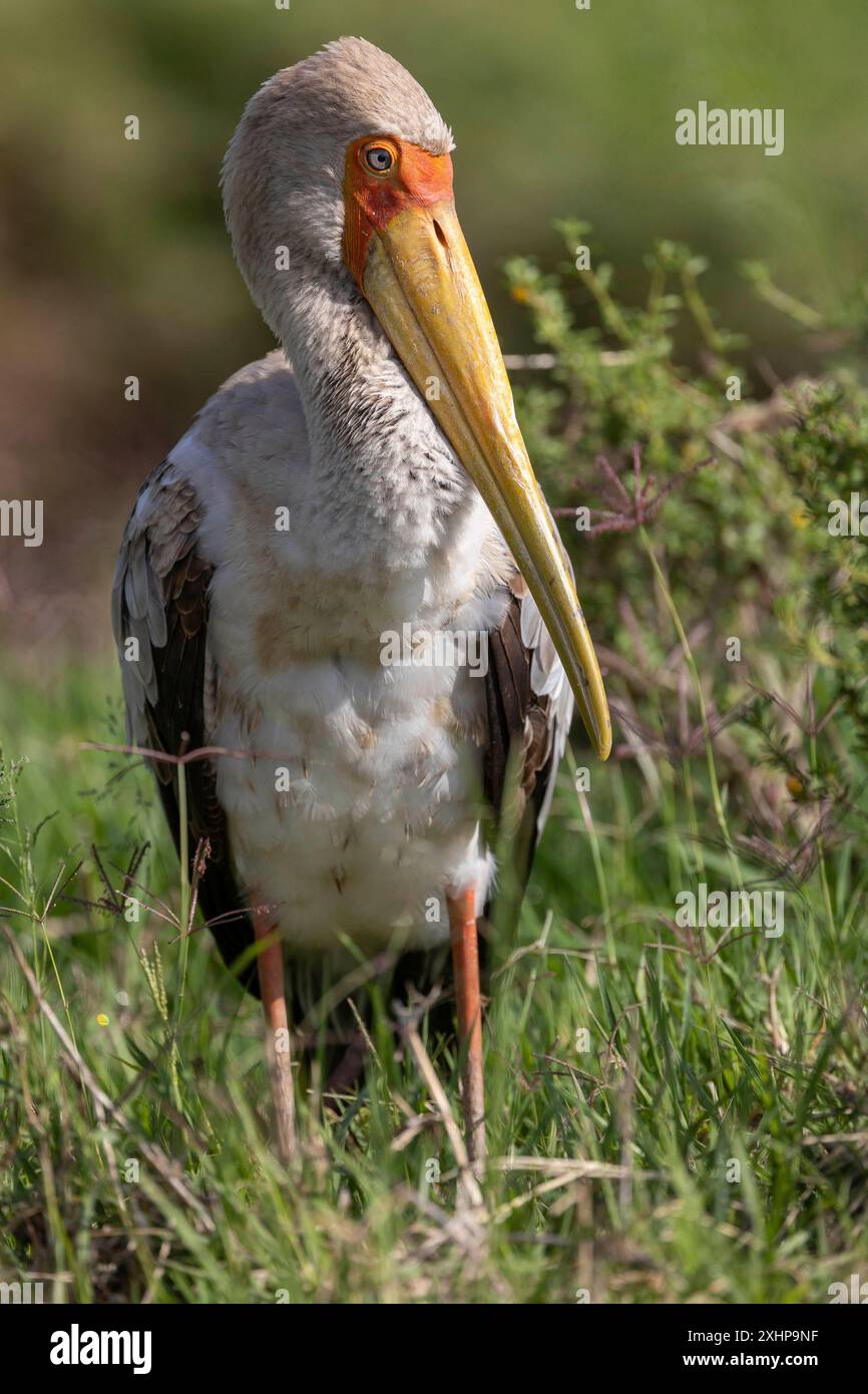 Kenia, Masai Mara National Reserve, Nationalpark, Tantalum ibis (Mycteria ibis), Ruhezeit Stockfoto