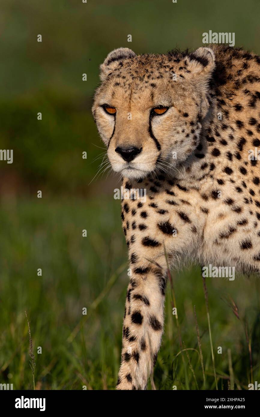 Kenia, Masai Mara National Reserve, National Park, Cheetah (Acinonyx jubatus), in der Savanne, nur ein Tier Stockfoto