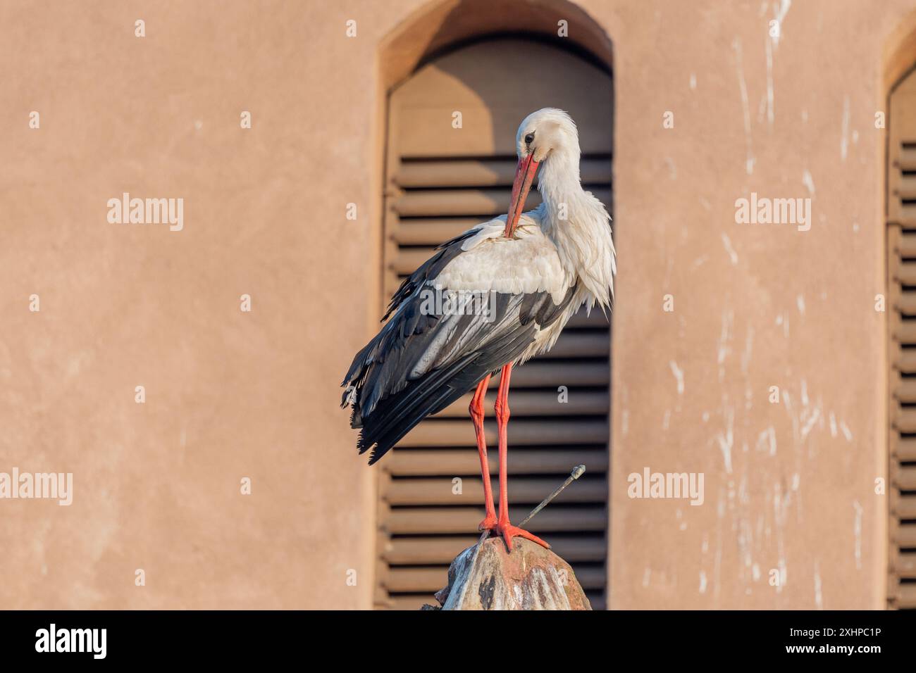 Weißstorch (ciconia ciconia), der auf dem Dach einer Kirche thront. BAS Rhin, Elsass, Grand EST, Frankreich, Europa Stockfoto