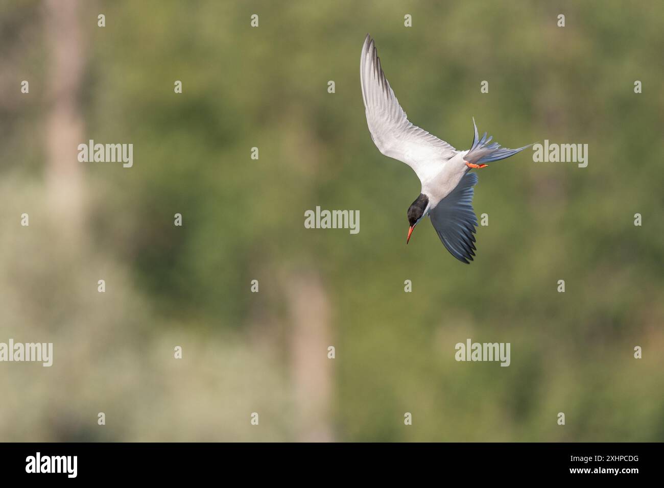 Seeschwalbe (Sterna hirundo), die über einem Sumpfgebiet schwebt. Bas Rhin, Elsass, Frankreich, Europa Stockfoto