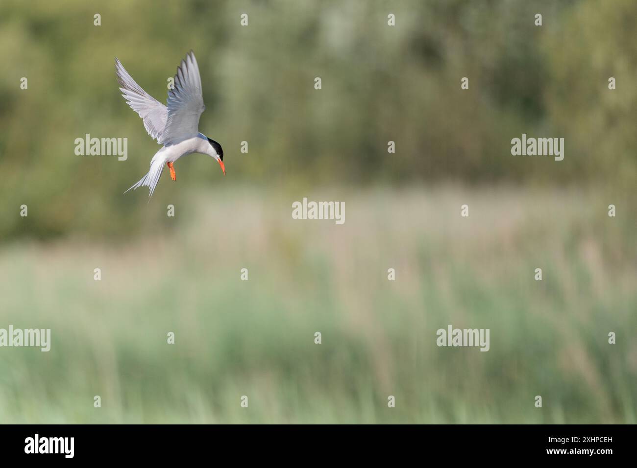 Seeschwalbe (Sterna hirundo), die über einem Sumpfgebiet schwebt. Bas Rhin, Elsass, Frankreich, Europa Stockfoto