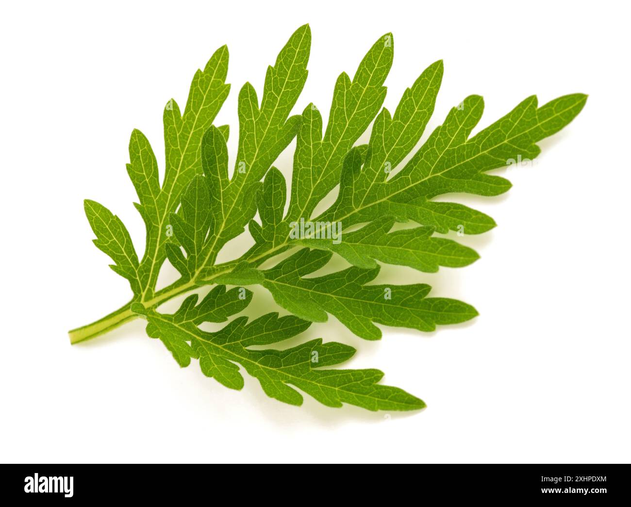 Gewöhnliches Ragweed isoliert auf weißem Hintergrund Stockfoto