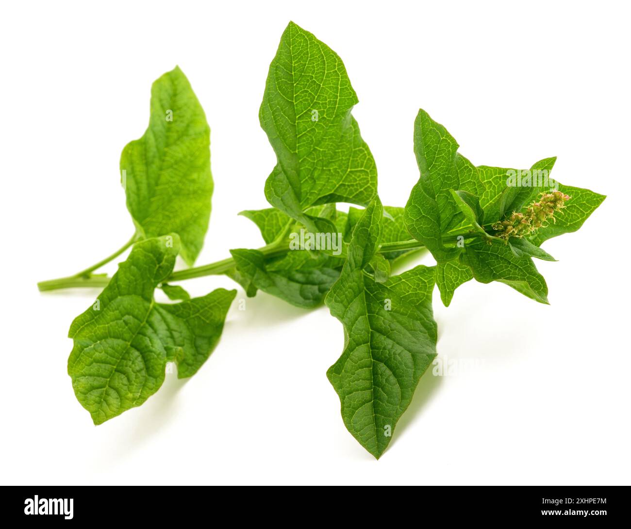 Guter König Henry isoliert auf weiß Stockfoto