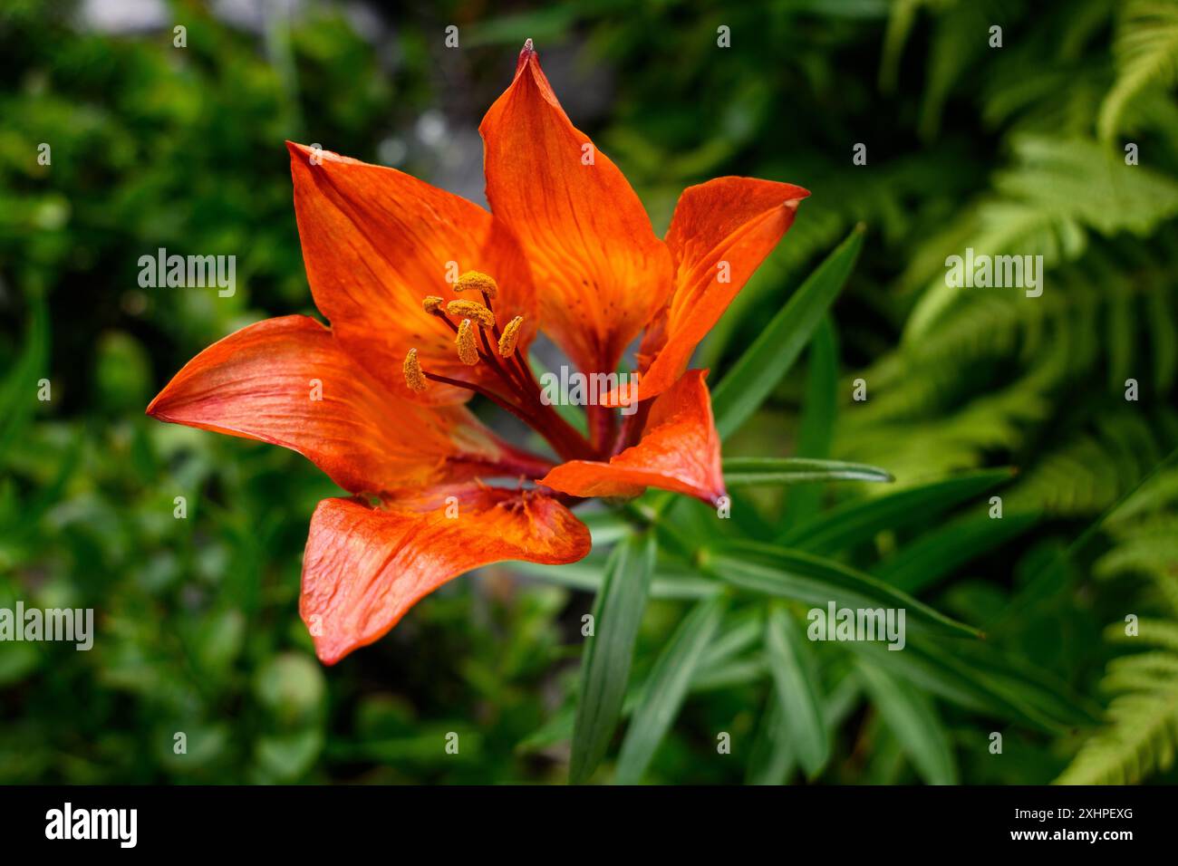 Orange Lilienblüte auf einer Wiese Stockfoto