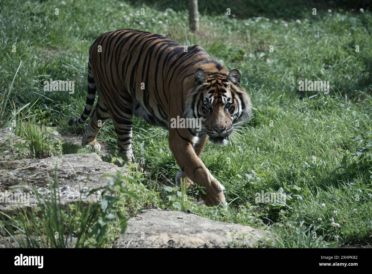 Ein Sumatra-Tiger, der im Gras läuft Stockfoto