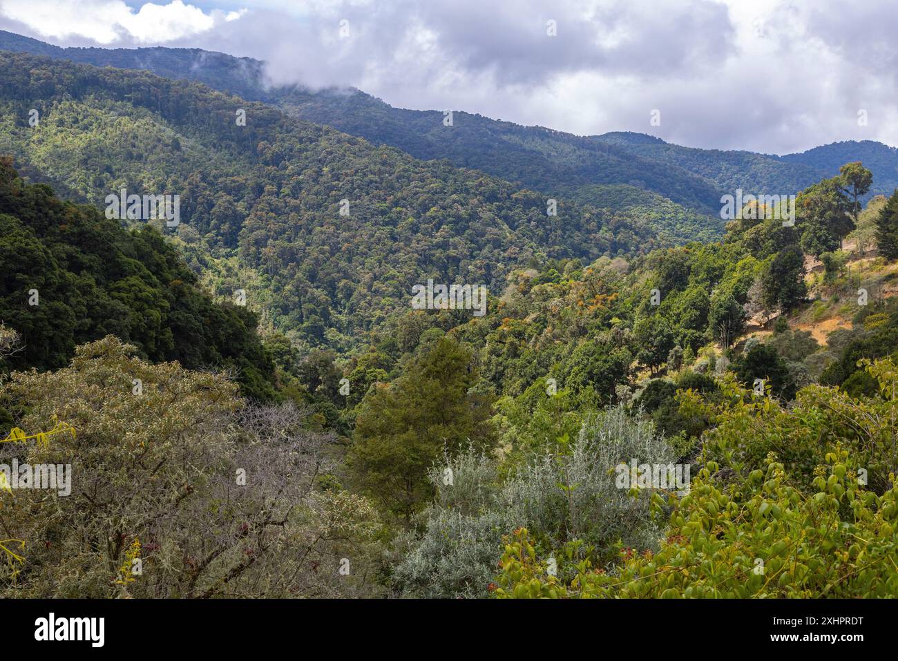 Costa Rica, Provinz San Jose, San Gerardo de Dota, der Wald des Los Quetzales Nationalparks Stockfoto