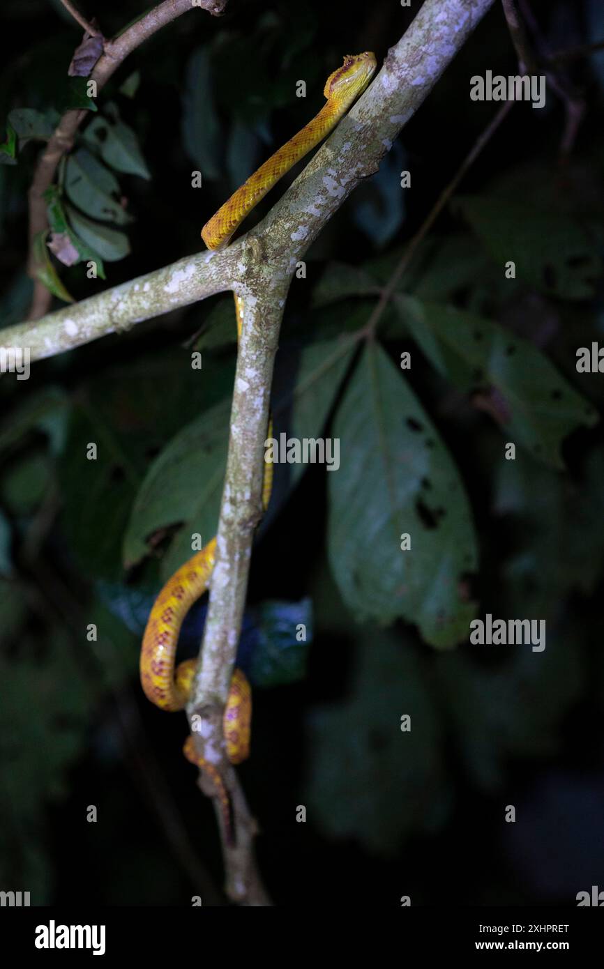 Costa Rica, Provinz Limon, Cahuita Nationalpark, Schlegel's Viper (Bothriechis schlegelii) Stockfoto