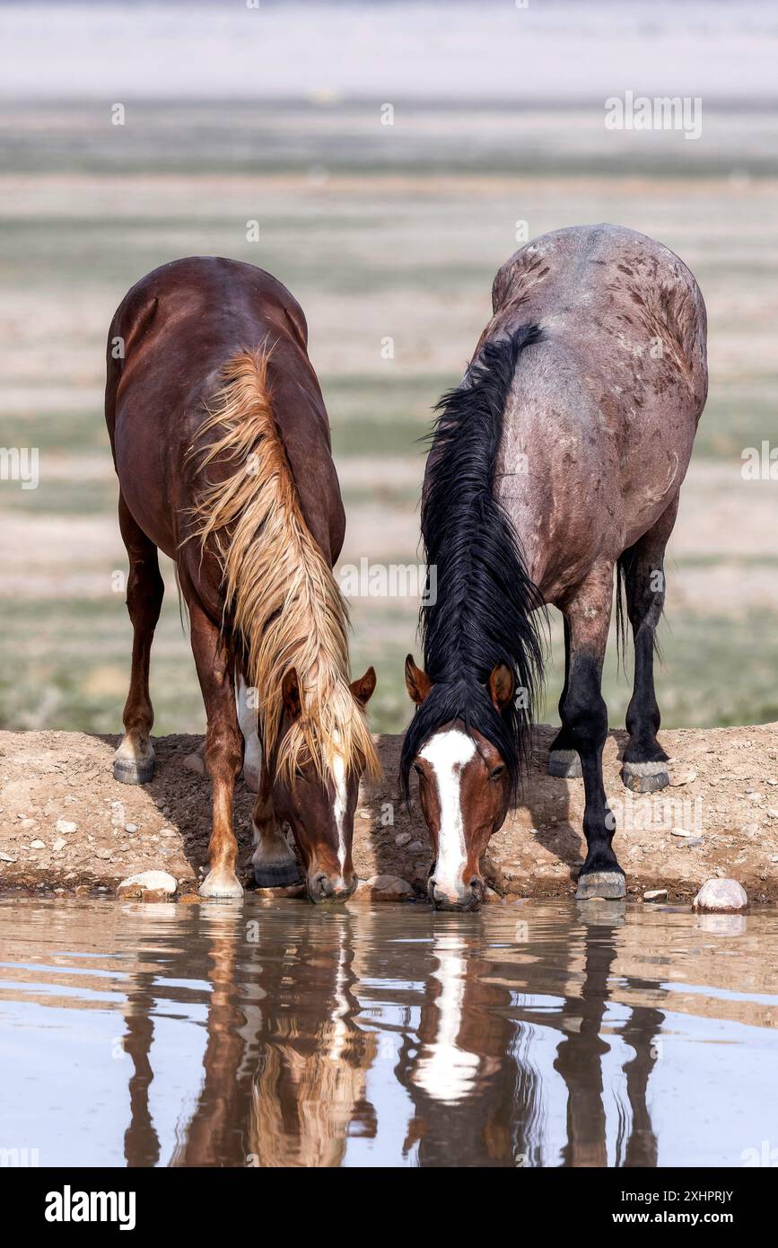Die Wildpferdeherde des Onaqui Mountain hat eine leichte bis mittelschwere Struktur und ist in Farben wie Sauerampfer, roan, Buchleder, Schwarz, Palomino, und grau. Stockfoto