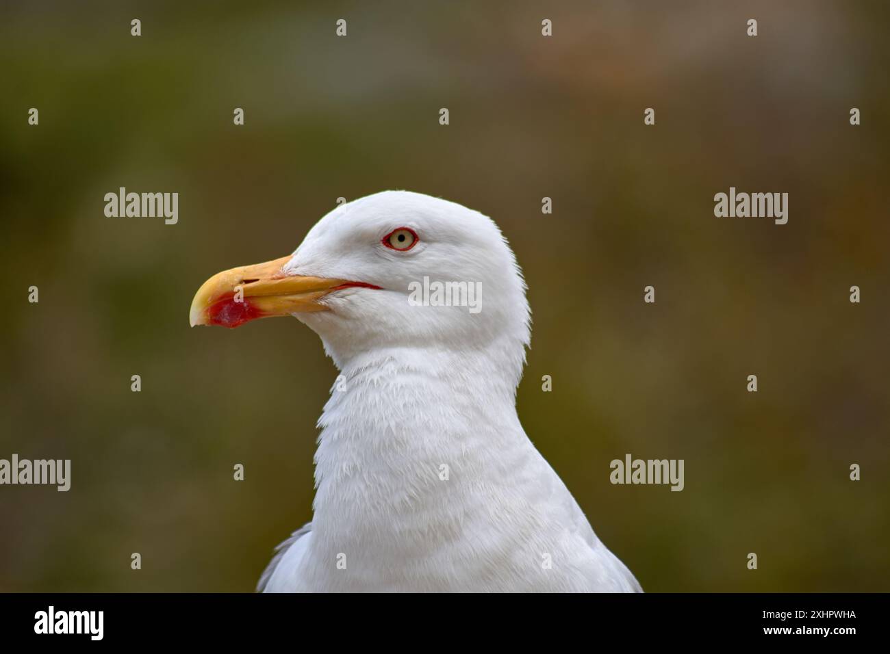Die Nahaufnahme fängt den intensiven Blick einer Gelbbeinmöwe ein, die mit ihrem markanten roten Augenring vor dem Hintergrund des Cíes I steht Stockfoto