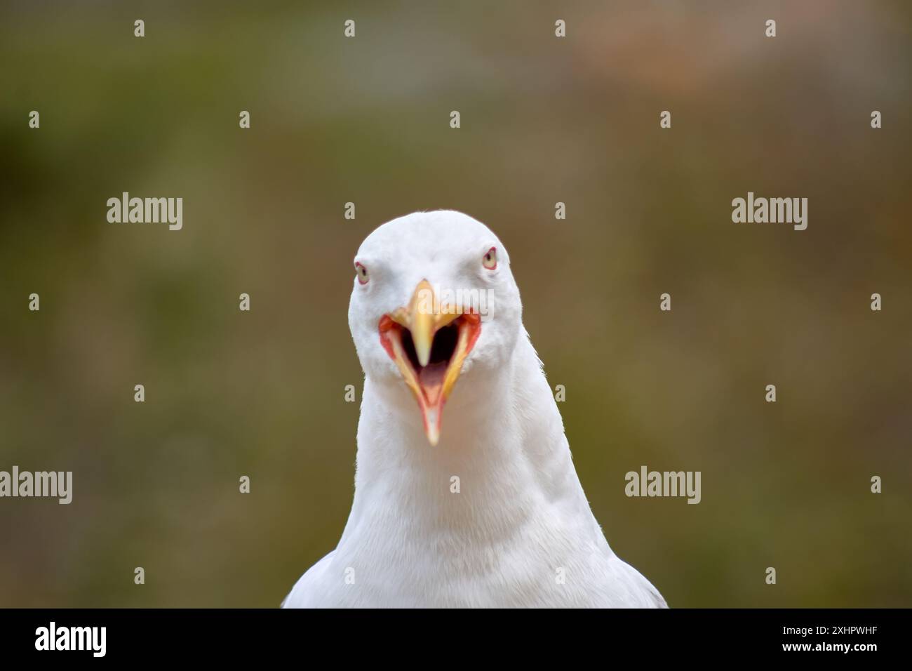 Die Nahaufnahme fängt den intensiven Blick einer Gelbbeinmöwe ein, die mit ihrem markanten roten Augenring vor dem Hintergrund des Cíes I steht Stockfoto