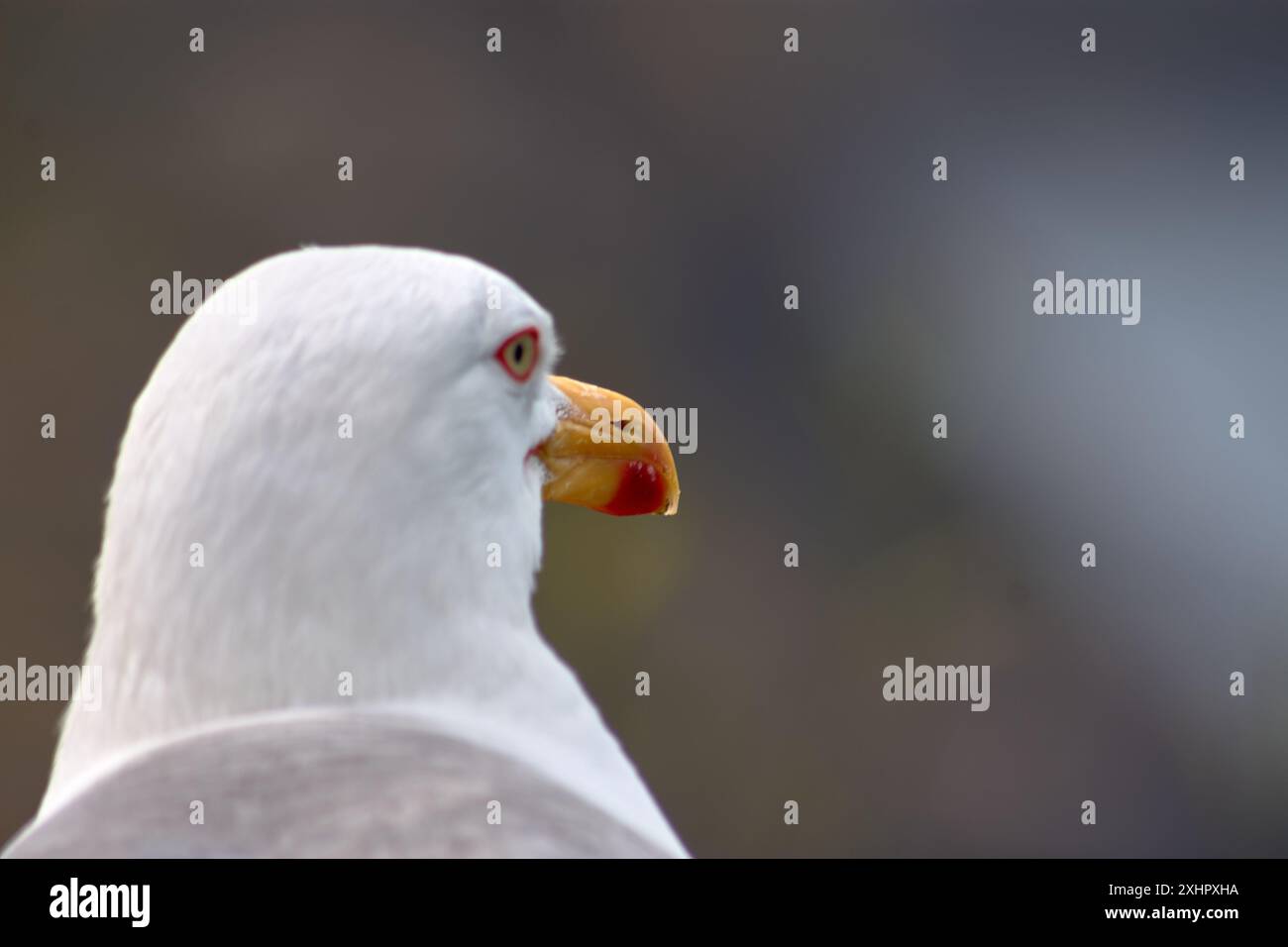 Die Nahaufnahme fängt den intensiven Blick einer Gelbbeinmöwe ein, die mit ihrem markanten roten Augenring vor dem Hintergrund des Cíes I steht Stockfoto