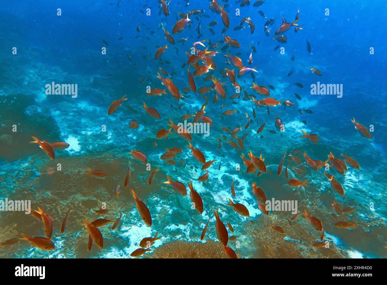 Sultanat Oman, Gouvernement Muscat, Naturschutzgebiet der Daymaniyat-Inseln, Stockfoto