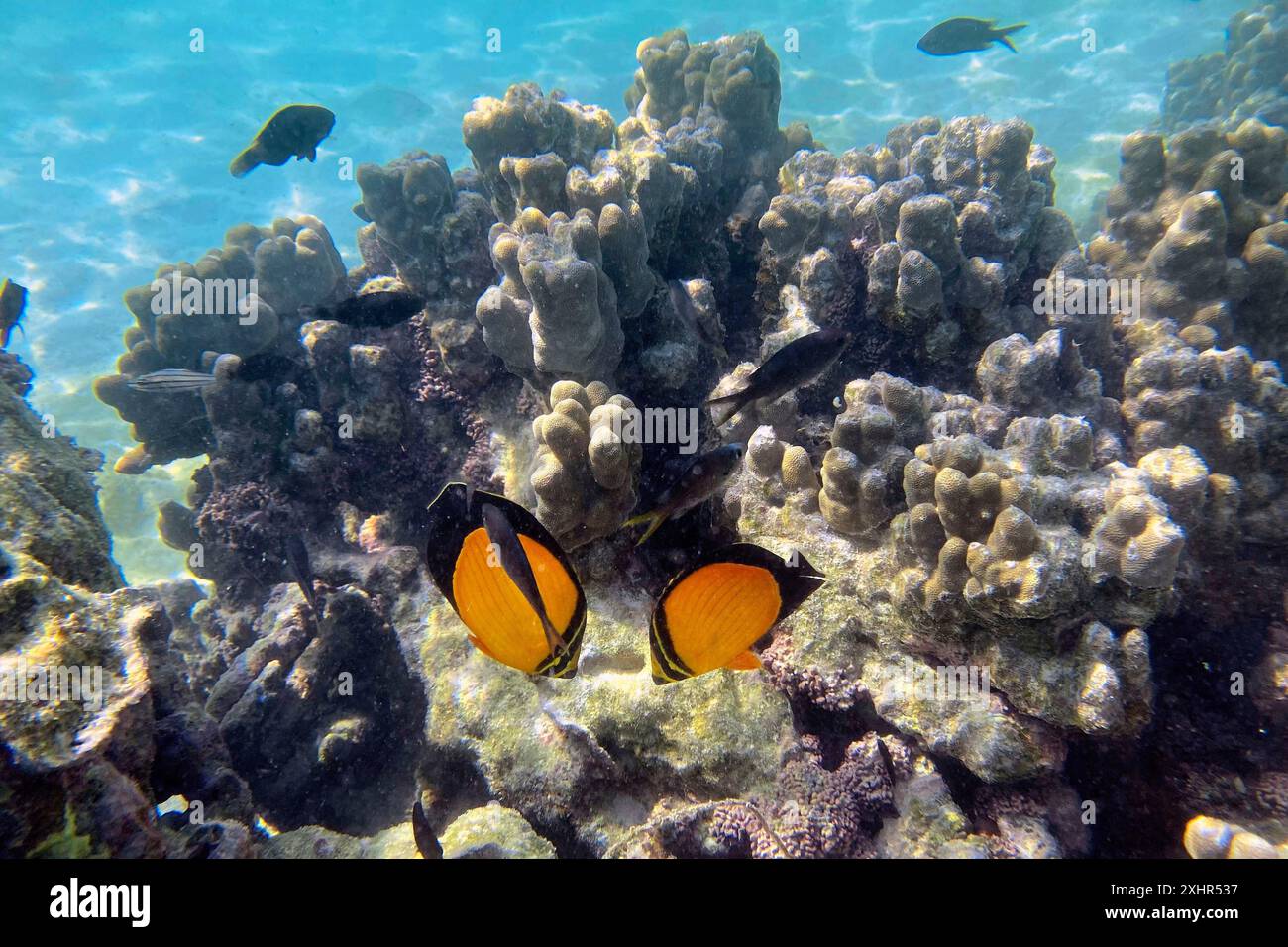 Sultanat Oman, Gouvernement Muscat, Naturschutzgebiet der Daymaniyat-Inseln, Korallenriff Stockfoto