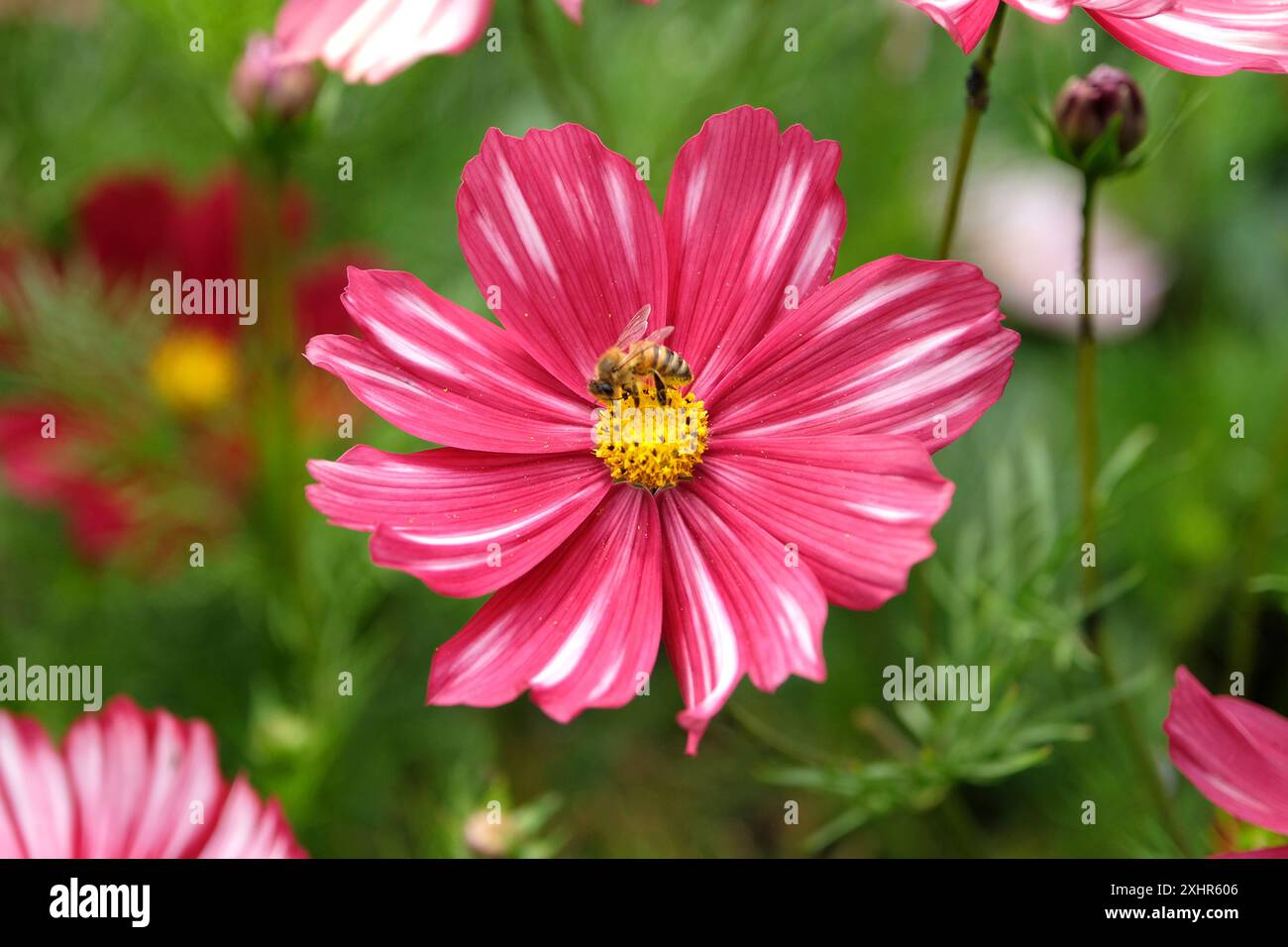Eine einsame Honigbiene saß auf Karmesin und Rosa mit weißen Streifen, Cosmos bipinnatus „Velouette“ in Blüte. Stockfoto