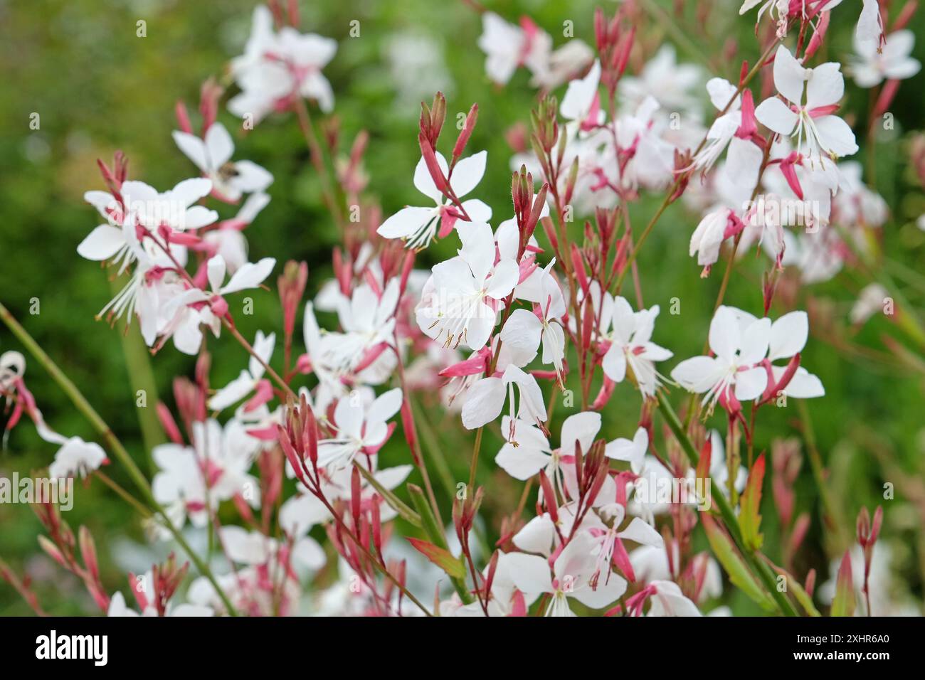 Weiße Oenothera lindheimeri oder gaura „wirbelnde Schmetterlinge“ in Blüte. Stockfoto