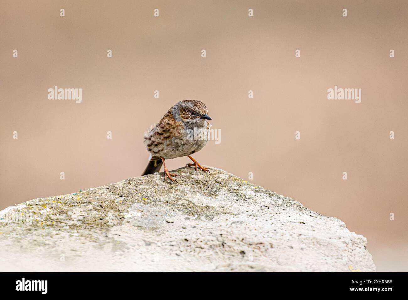 Dunnock, britischer Vogel, auf einem Felsen stehend, in Nahaufnahme, mit einem sauberen Hintergrund mit Copyspace/Kopierraum. Stockfoto