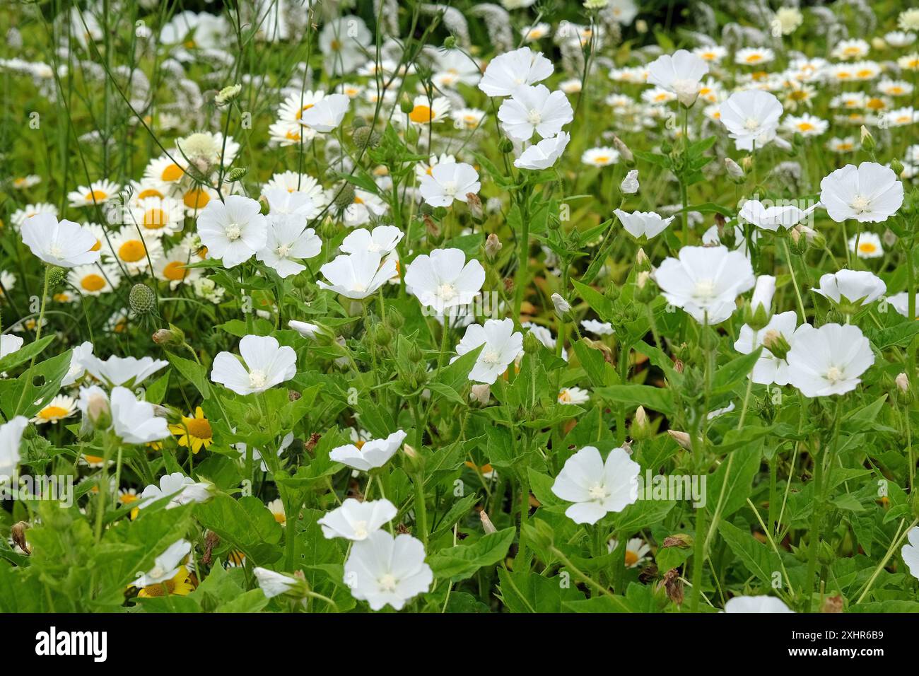 Weiß geblümte Mohnmasche in Blüte. Stockfoto