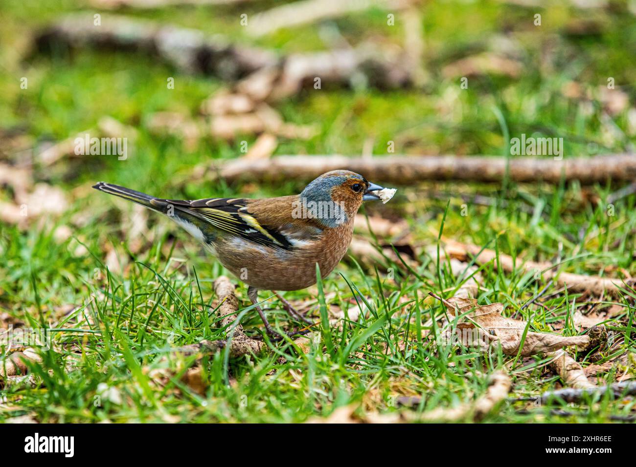 Chaffinch, britischer Vogel mit einem Stück Brot/Futter im Schnabel, Nahaufnahme. Stockfoto