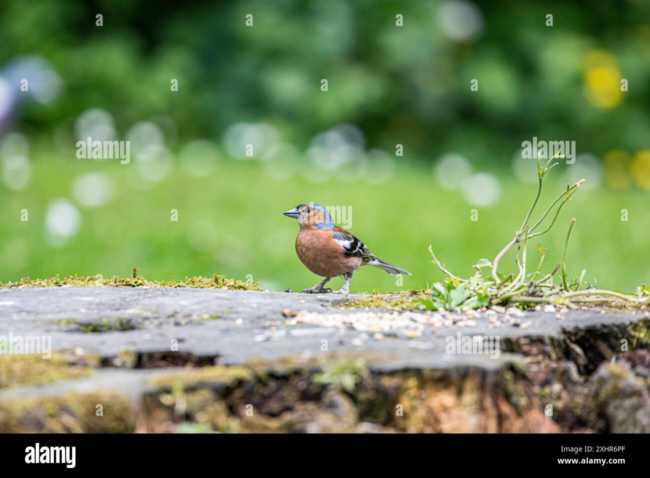 Buchbeins, britischer Vogel saß auf einem Baumstumpf, wachsam und aus nächster Nähe. Stockfoto