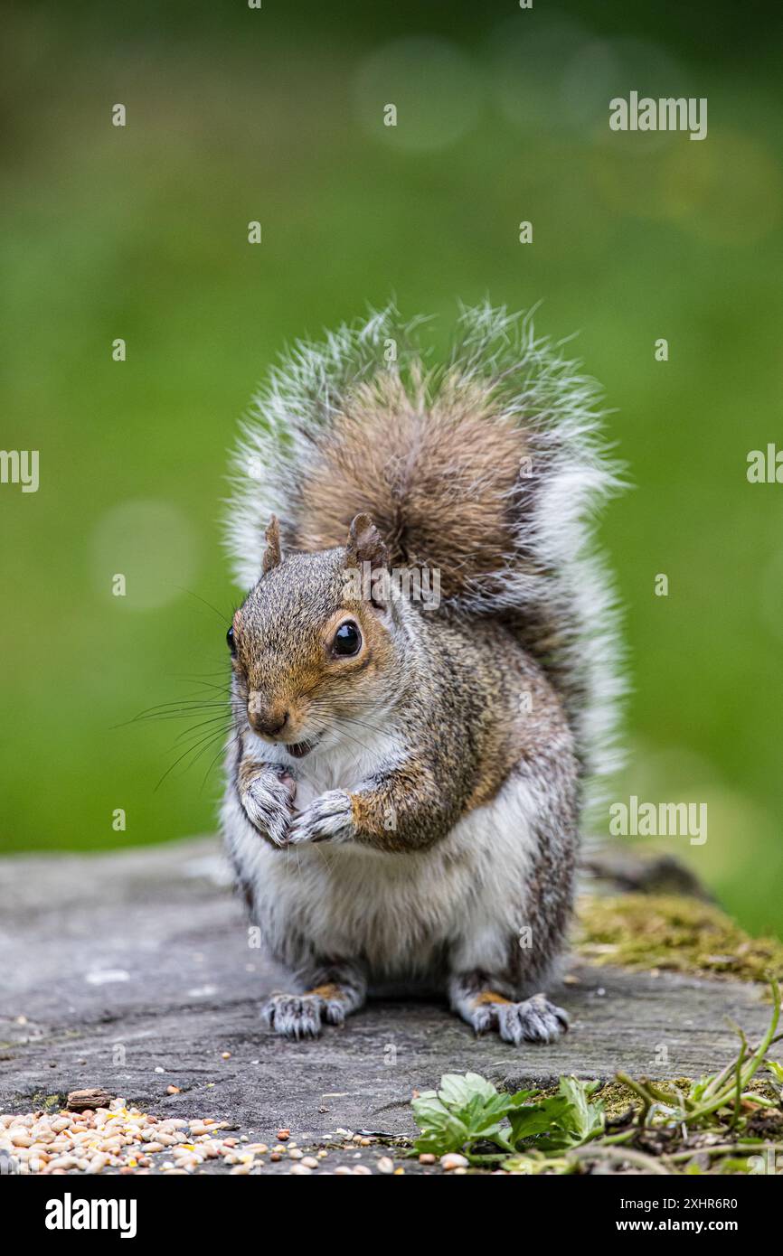 Graues / graues Eichhörnchen, süß und Nahaufnahme / Nahaufnahme beim Essen von Samen in natürlicher Umgebung. Stockfoto