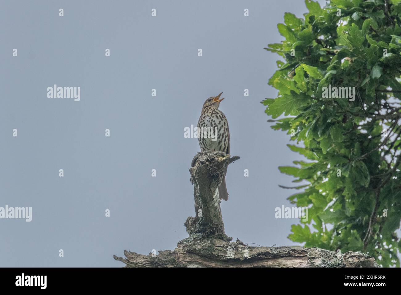 Ein Lied Thrush (Turdus philomelos) im vollen Lied. Die Drossel steht auf einem Eichenzweig. Stockfoto