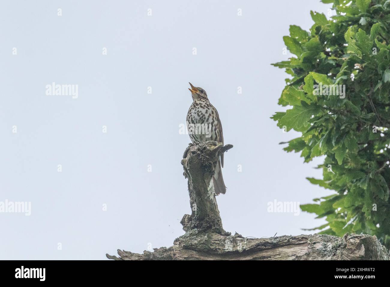 Ein Lied Thrush (Turdus philomelos) im vollen Lied. Die Drossel steht auf einem Eichenzweig. Stockfoto