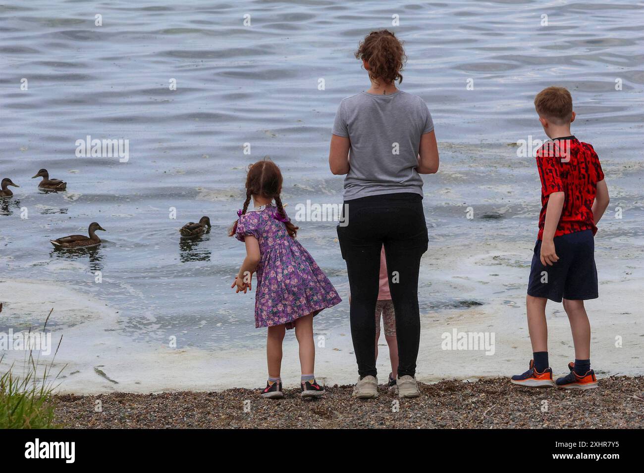 Oxford Island, Lough Neagh, County Armagh, Nordirland, Großbritannien. Juli 2024. Das Wetter in Großbritannien – an einem wärmeren Tag und mehr Sonnenschein in letzter Zeit haben blaugrüne Algen wieder geblüht und sich am Lough Neagh verbreitet. Die letzten kühleren und gruseligeren Sommertage hatten die Blüte verzögert. Eine Familie füttert die Enten als oberflächlichen Abschaum und Algen. Quelle: CAZIMB/Alamy Live News. Stockfoto