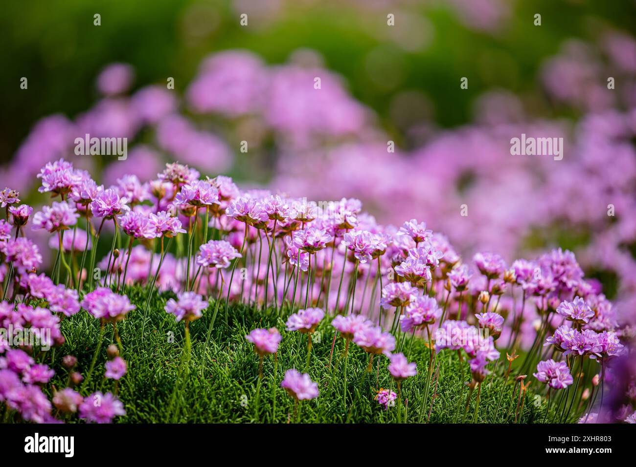 Klumpen von hellrosafarbenem Meerwasser / Meerrosa wachsen kräftig auf einem Küstenklippenpfad, ganz aus der Nähe Stockfoto
