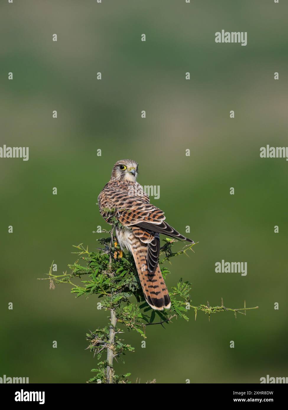 Gemeiner Kestral, ein Wintermigrant auf den indischen Subkontinent. Stockfoto