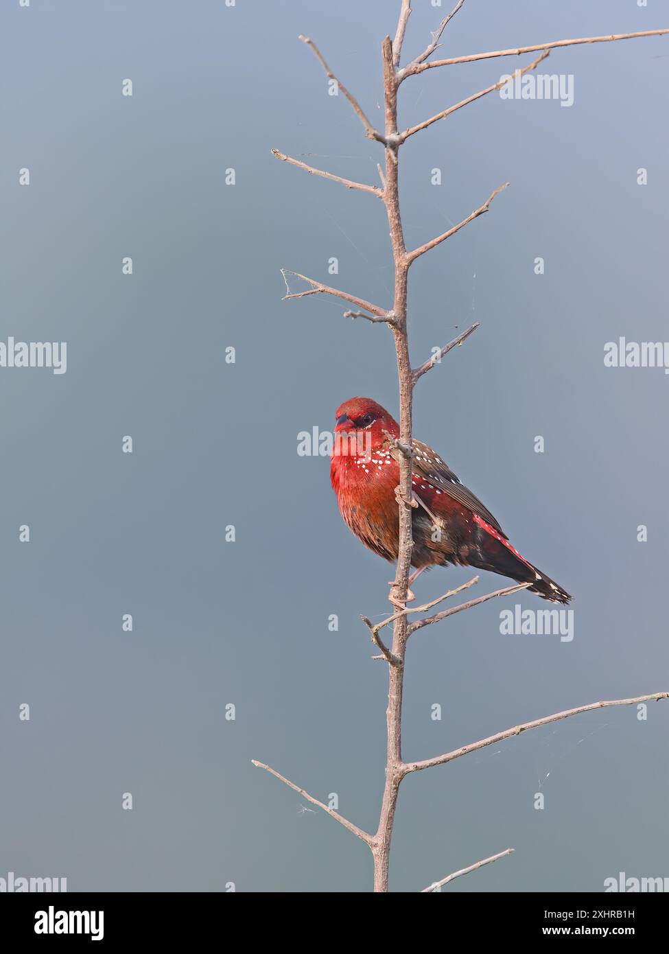 Red Avadavat, auch Red munia oder Strawberry Finch, ist ein Spatzenvogel der Familie Estrildidae. Sie findet sich in den offenen Feldern und Grasland. Stockfoto