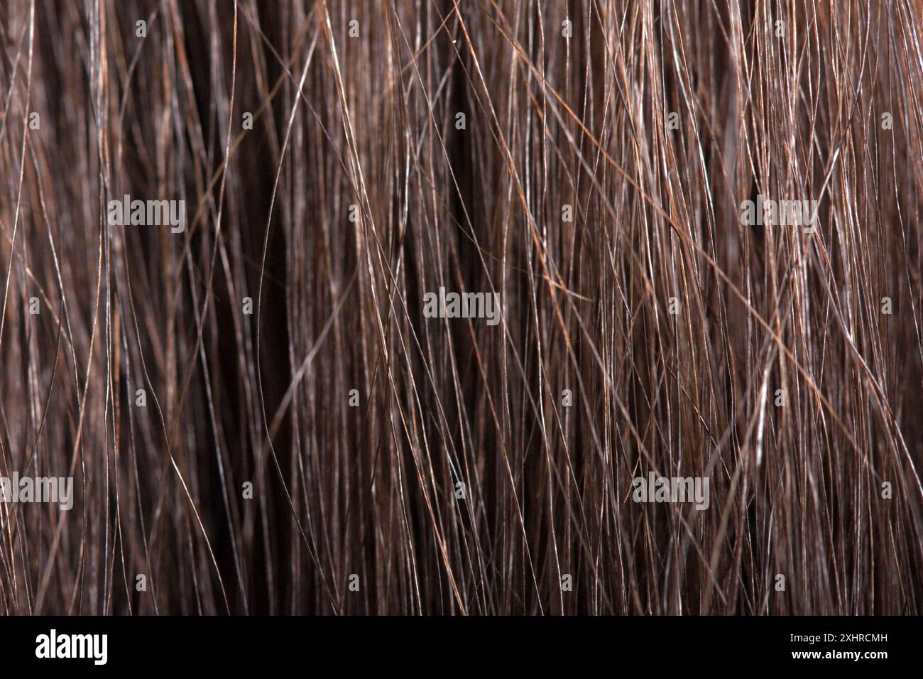 Menschliches weibliches Schönheitshaar Makro strukturierter Hintergrund Stockfoto