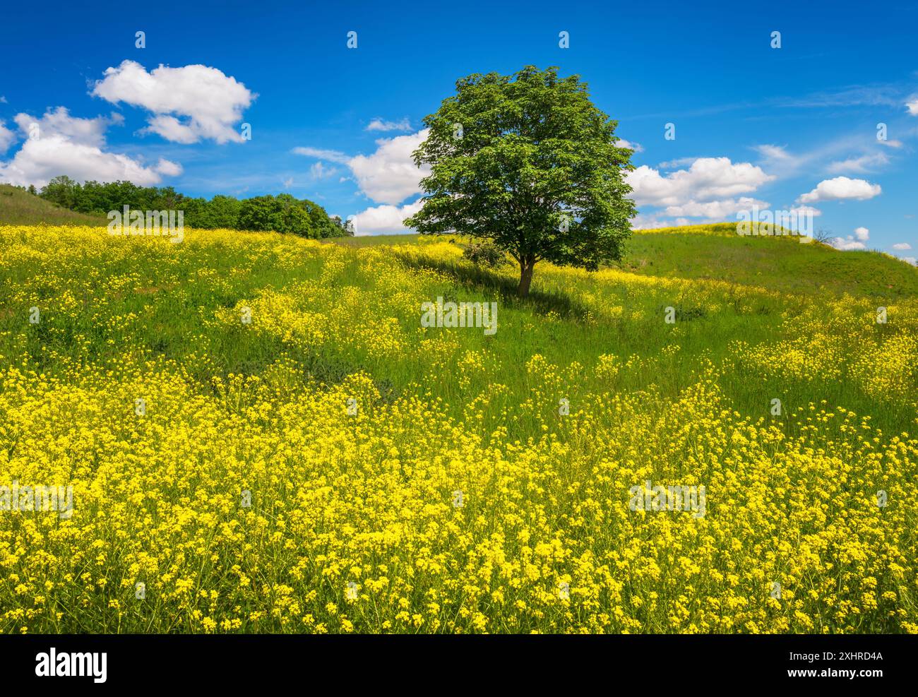 Landschaft mit einem einsamen Baum auf einer gelb blühenden Wiese Stockfoto