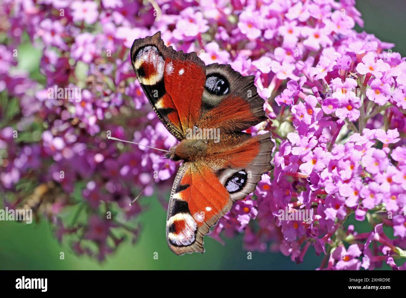 Ein Schmetterling mit roten, schwarzen und weißen Flügeln, der auf einer Gruppe rosafarbener Blumen sitzt, Pfauenfalter, Braunschweig, Niedersachsen, Deutschland Stockfoto