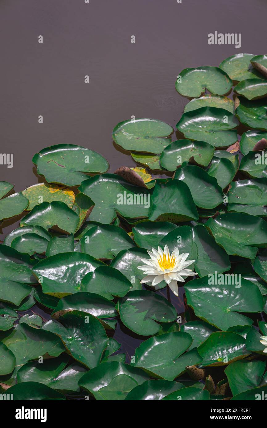 Eine wunderschöne Lotusblume umgeben von Lilienpads in einem chinesischen Garten Stockfoto