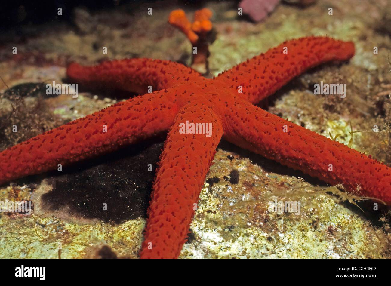 Mediterraner roter Meeresstern (Echinaster sepositus) Lila Seesterne, Mittelmeer Stockfoto