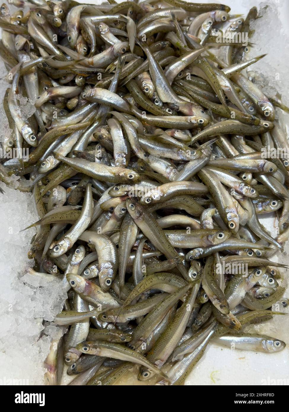 Ausstellung von Fischfang Gefangener ganzer Fisch große Menge von großräumigem Sandschmelz (Atherina boyeri) auf Eis in gekühlter Theke von Fisch Stockfoto