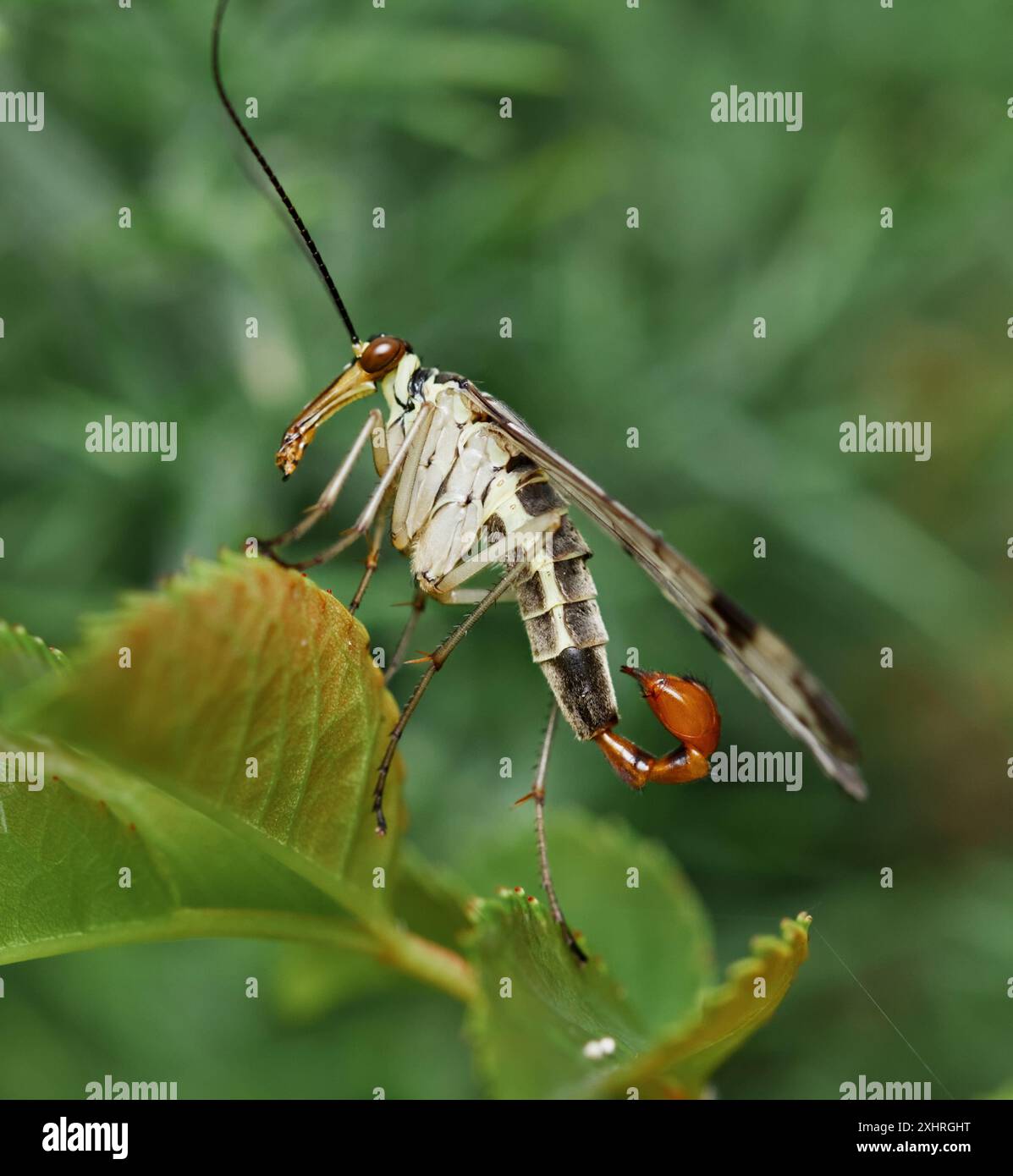 Profil Makroansicht Einer männlichen Panorpa communis, Skorpionfliege, die auf Einem Blatt ruht, New Forest UK Stockfoto