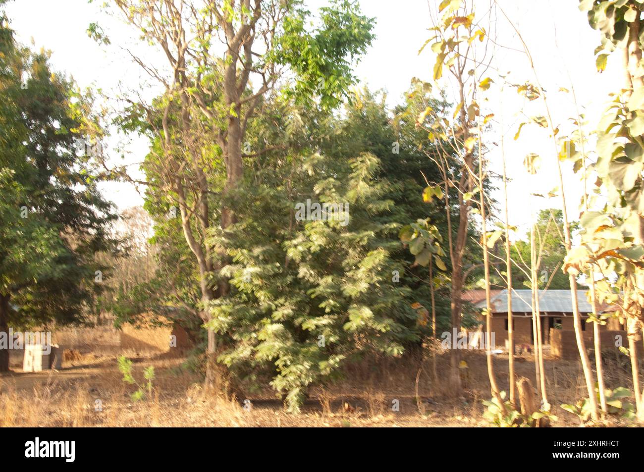 Woods and Houses, Kaduna State, Nigeria, Afrika. Häuser versteckt zwischen Bäumen. Stockfoto