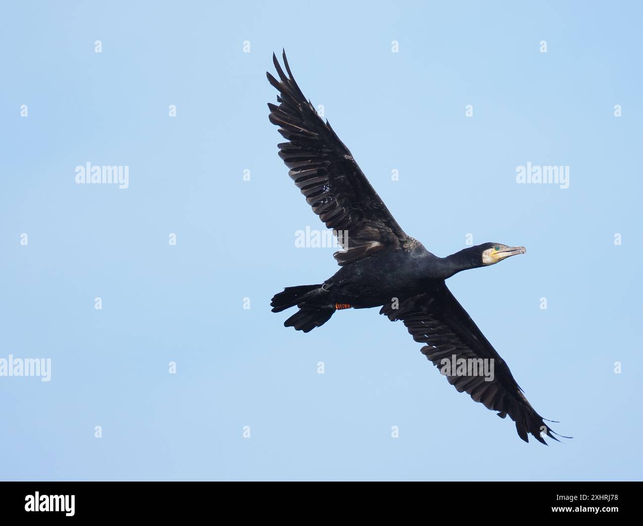 Adulte Kormorane an einem lokalen Reservoir, wo sie begonnen haben, sich in angrenzenden Bäumen zu niederzuschlagen. Stockfoto