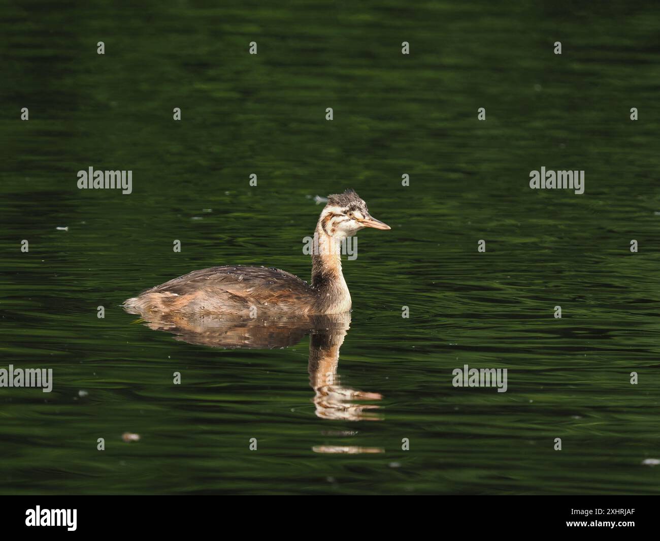 Jungvögel wachsen schnell, vor allem wenn sie die einzige Kühe sind und alle Opfer von den Erwachsenen bekommen. Stockfoto