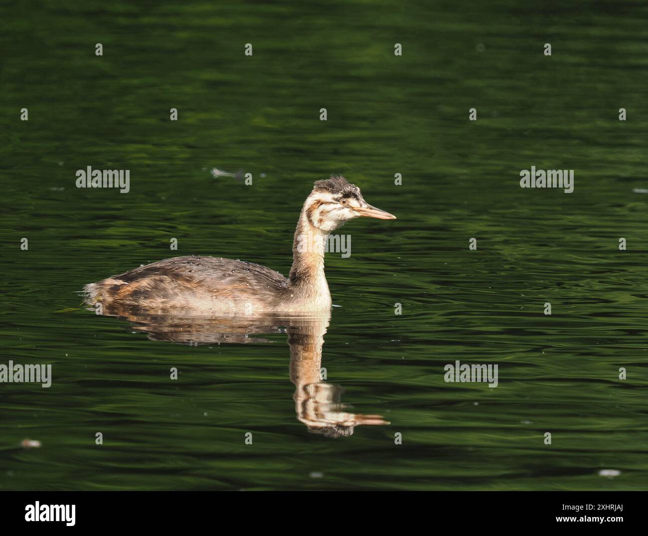 Jungvögel wachsen schnell, vor allem wenn sie die einzige Kühe sind und alle Opfer von den Erwachsenen bekommen. Stockfoto