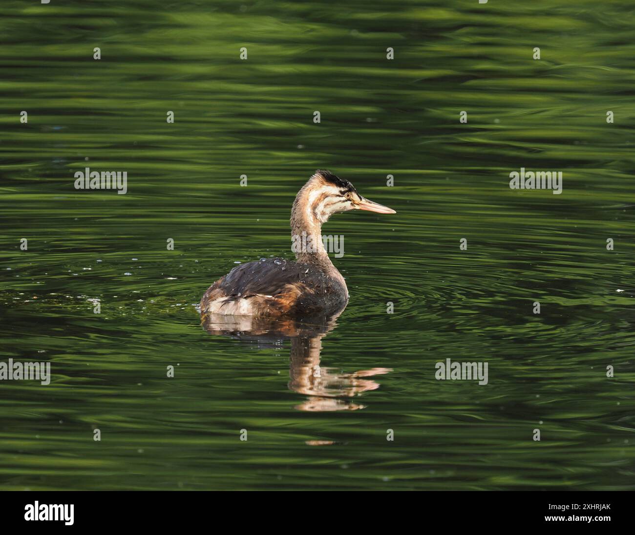 Jungvögel wachsen schnell, vor allem wenn sie die einzige Kühe sind und alle Opfer von den Erwachsenen bekommen. Stockfoto