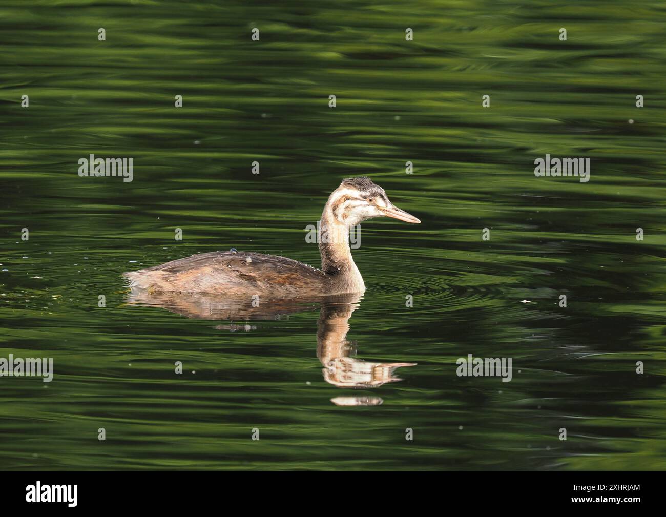 Jungvögel wachsen schnell, vor allem wenn sie die einzige Kühe sind und alle Opfer von den Erwachsenen bekommen. Stockfoto