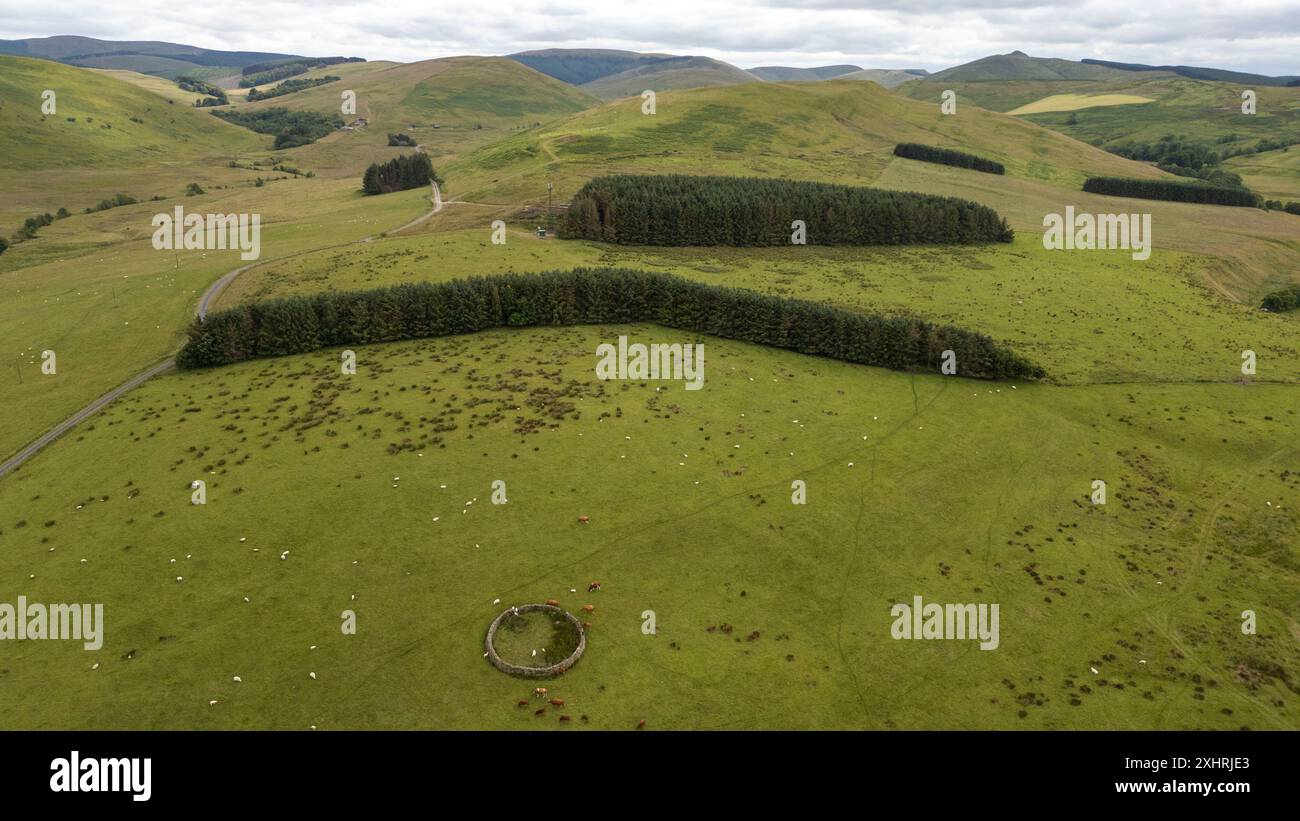 Luftaufnahme eines Schafes in Dodburn, Hawick, Scottish Borders, UK, Greatmoor, Cauldcleugh Head (Mitte) und Skelfhill Pen Hills befinden sich in der Ferne. Stockfoto