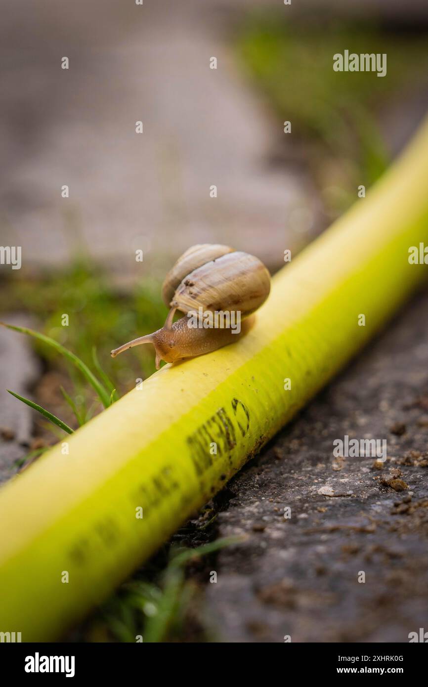 Eine Schnecke kriecht über einen gelben Gartenschlauch in einer Nahaufnahme, Mayrhofen, Zillertal, Österreich Stockfoto