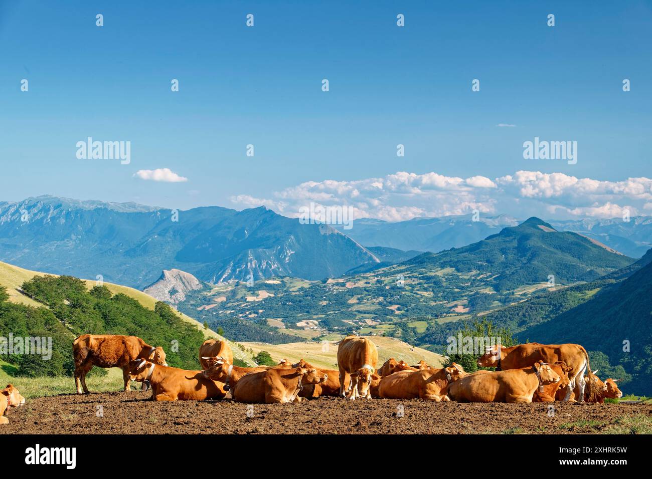 Eine Herde von Kühen mit Glocken in den Bergen und hügeligen Landschaften rund um das Dorf Carpineto della Nora in der Provinz Pescara in den Abruzzen. Stockfoto