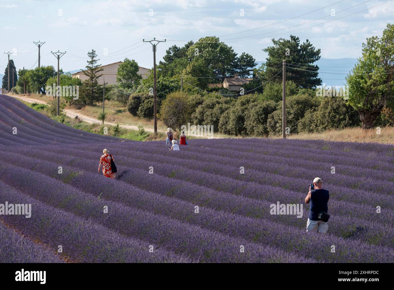 Blühendes Lavendelfeld (Lavandula angustifolia) mit Touristen, Plateau de Valensole, Departement Alpes-de-Haute-Provence, Region Stockfoto
